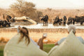 The Last Word Madikwe, Madikwe Game Reserve
